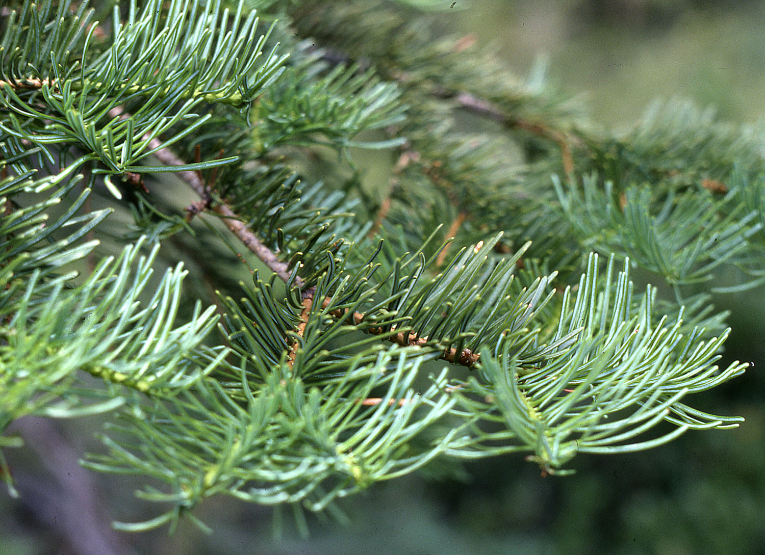 abies lasiocarpa